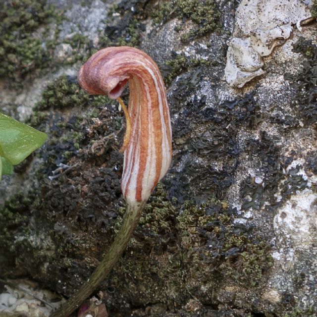 Arisarum vulgare